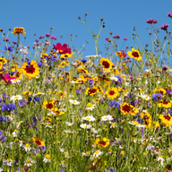 Västerängen Juni 2024