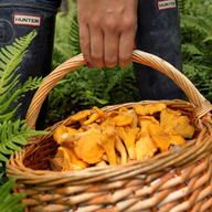 Västerängen Augusti 2024