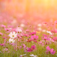 Västerängen Mars 2025