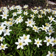 Västerängen April 2025