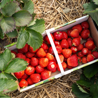 Västerängen Juni 2025