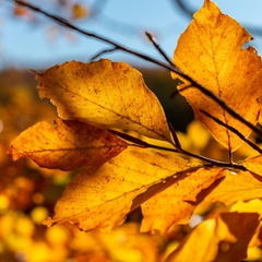 Västerängen Oktober 2025