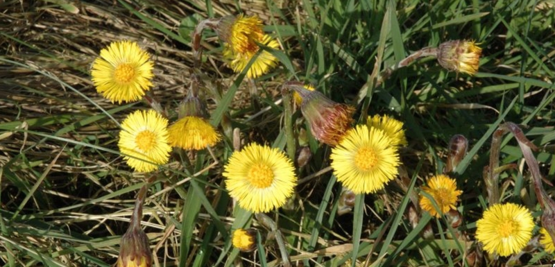 tussilago